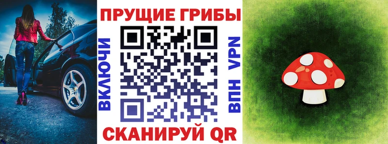где купить наркоту  Кингисепп  Псилоцибиновые грибы Cubensis 